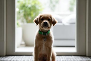Dog waiting by a door in a stylish apartment